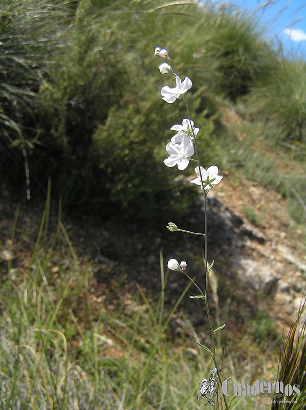 omphalodes-linifolia