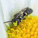 Masked Bee - Hylaeus modestus (Colletidae) 119z-6260498