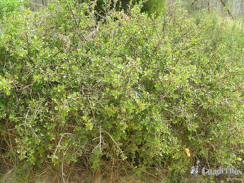 rhamnus-lycioides-laguna-del-rey-ruidera