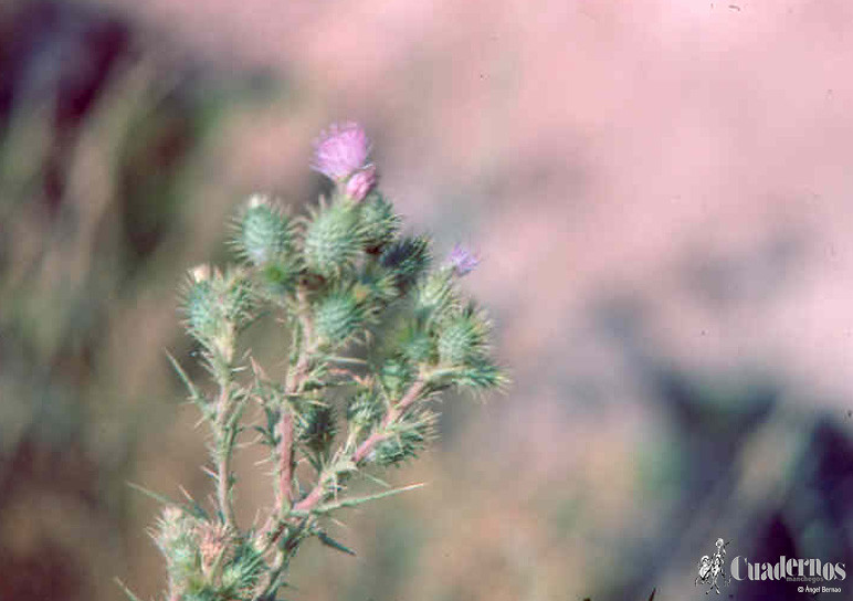 cirsium-vulgare-laguna-del-rey-ruidera