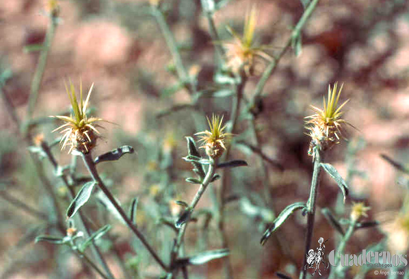 centaurea-melitensis-laguna-del-rey-ruidera