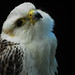 Saker falcon