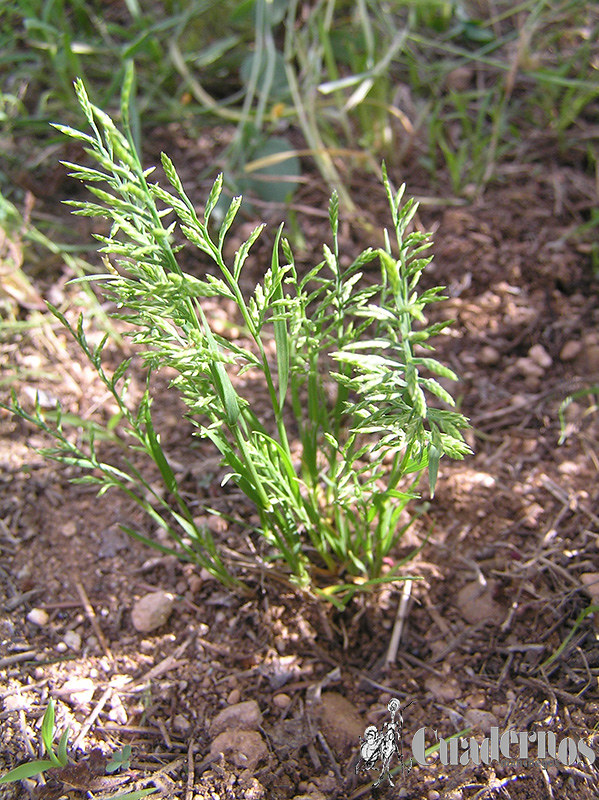 andryala-integrifolia-laguna-ruidera-coladilla