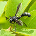 Thick-headed Fly (Conopidae) 119z-7040769