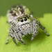 Jumping Spider (Salticidae) 119z-6089369