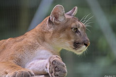 Puma - Photo of Bernay-Vilbert