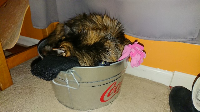 Bucket cat