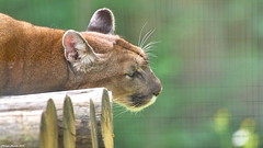 Puma rêveur - Photo of Pécy