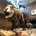 T-rex model at Shanghai museum of natural history
