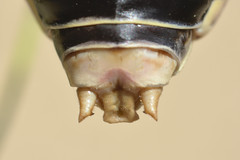 Ephippiger diurnus cunii male - Photo of Ansignan