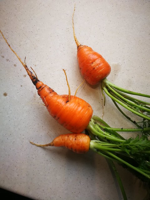 Carrots are short this year