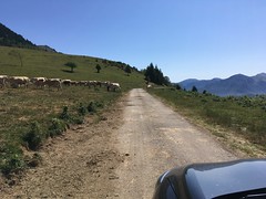 Col de Beyrède, Grazing Cows, Beyrède-Jumet, France, mobile 1