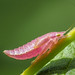 Pink Leafhopper Nymph - Gyponana sp. (Cicadellidae, Gyponinae) 119z-7152235