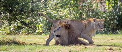 Lion - Photo of Pécy