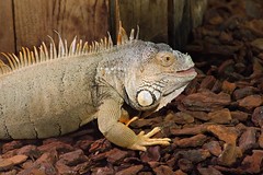 Iguane - Photo of Danvou-la-Ferrière