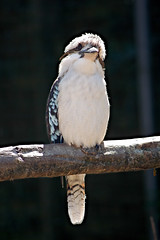 Kookaburra - Photo of Saint-Pierre-Tarentaine