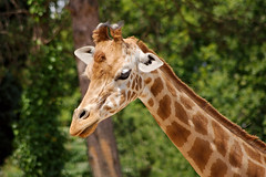 Girafe - Photo of La Bigne