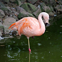 Flamand rose - Photo of Aunay-sur-Odon