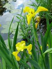 Gurat - flag iris - Photo of Villebois-Lavalette