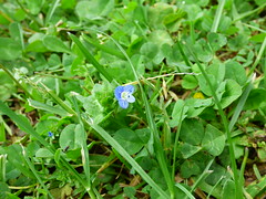 Gurat - speedwell - Photo of Gardes-le-Pontaroux