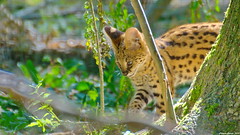 Serval - Photo of Courtomer