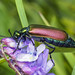 Nuttall's Blister Beetle - Lytta nuttallii (Meloidae, Meloinae, Lyttini) 119z-7141877