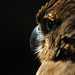 New zealand falcon