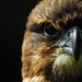 New zealand falcon