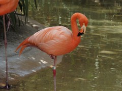 Orange flamingo