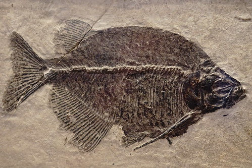 Fossil Fish, Wyoming