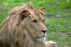 Le lion - Photo of Argentières