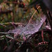 Cobwebs in dew