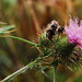 Bee on a dewy thistle
