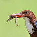 White-throated Kingfisher (Halcyon smyrnensis) 白胸翡翠