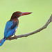 White-throated Kingfisher (Halcyon smyrnensis) 白胸翡翠