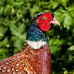 Pheasant in close up by John Russell