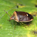 Stink Bug - Banasa dimidiata (Pentatomidae, Pentatominae) 119z-9035237