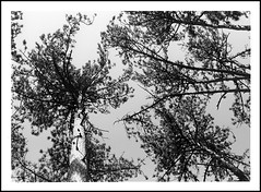 Des arbres - Photo of Colombier