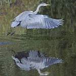 Grey Heron with Reflection by Andrew C M Chu