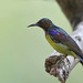 Brown-throated Sunbird (Anthreptes malacensis) 褐喉食蜜鸟