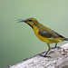 Olive-backed Sunbird (Cinnyris jugularis) 黄腹花蜜鸟