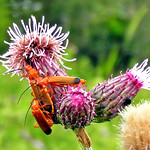 Red Common Soldier Beetle by John Ponting