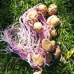 moemoe taewa potato
