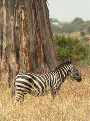 W parku Tarangire, Tanzania