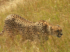 Gepard w Maasai Mara