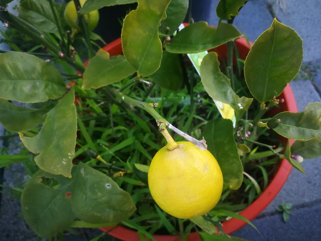 Meyer lemon