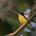 Yellow-rumped Flycatcher _ Bidadari