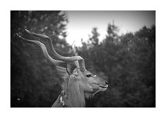 Antilope ... - Photo of Cheix-en-Retz