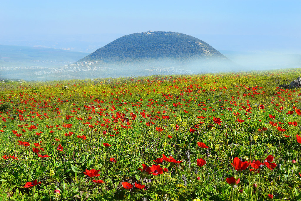 Floraison printanière de coquelicots et vue sur le mont Tabor