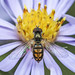 Hover Fly - Toxomerus marginatus (Syrphidae, Syrphinae, Toxomerini) 119z-9226447